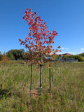 Érable rouge (Acer rubrum)