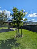 Micocoulier occidental (Celtis occidentalis)