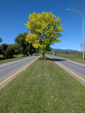 Micocoulier occidental (Celtis occidentalis)