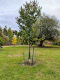 Érable rouge (Acer rubrum)